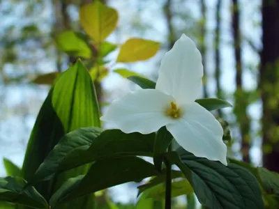 White trillium