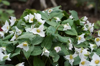 Pseudotrillium rivale