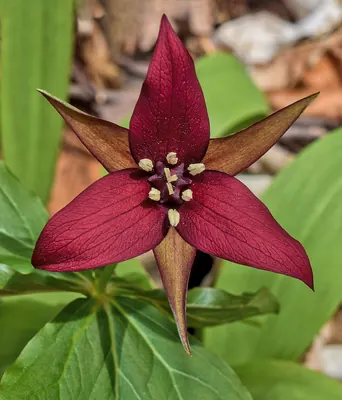 Red trillium