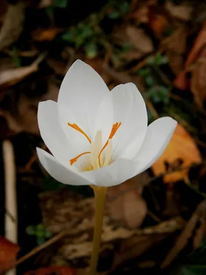 Crocus pulchellus