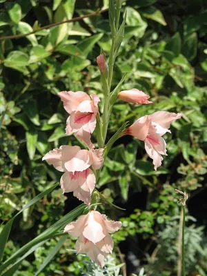 Gladiolus saundersii