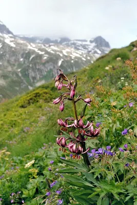 Martagon lily
