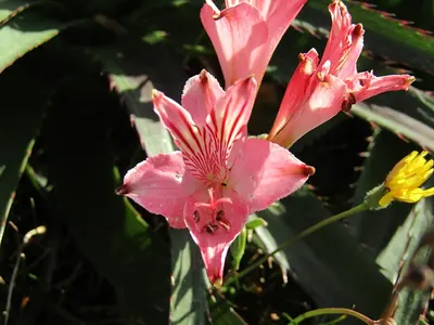 Alstroemeria ligtu
