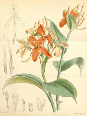 Burbidgea nitida