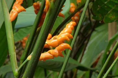 Stromanthe jacquinii
