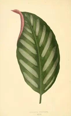 Stromanthe porteana