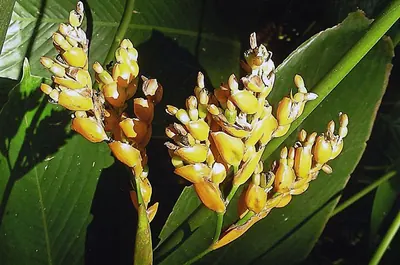 Ctenanthe dasycarpa