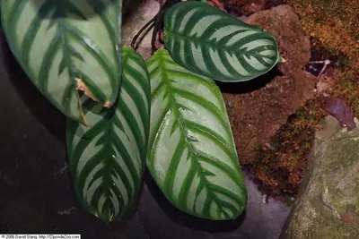 Ctenanthe amabilis