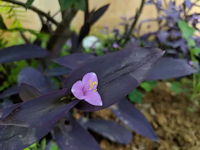 Purple heart