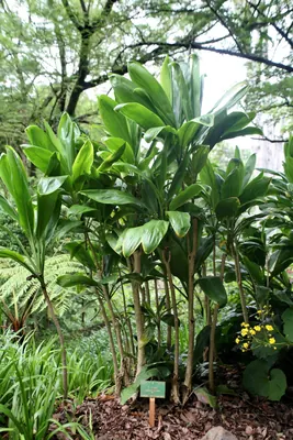 Tiplant