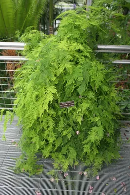 Common asparagus fern