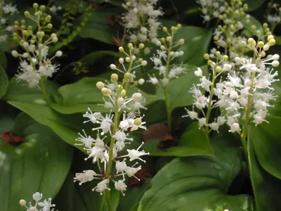 May lily