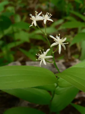 Starry false lily of the valley