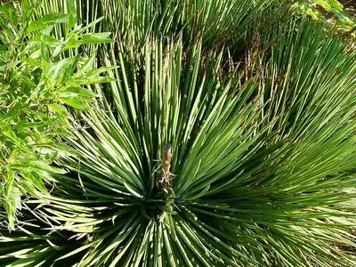 Wild sisal