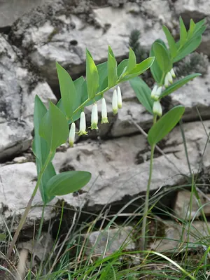 Scented Solomon’s-seal