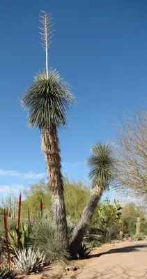 Soaptree yucca