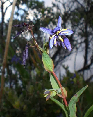 Nodding blue lily