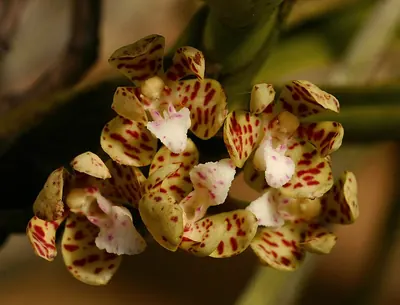 Acampe pachyglossa