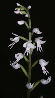 Stenoglottis fimbriata