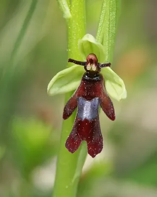 Fly orchid