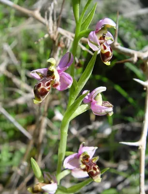 Woodcock bee-orchid