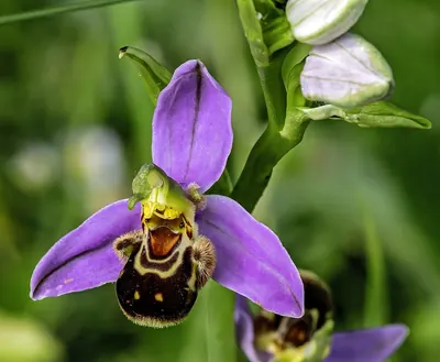 Bee orchid