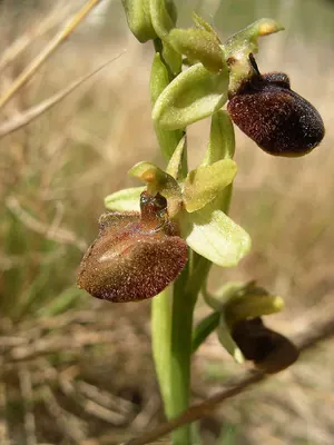 Early spider-orchid