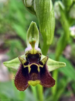 Ophrys bornmuelleri