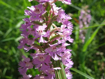 Lesser purple fringed orchid