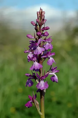 Anacamptis palustris