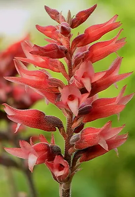 Sacoila lanceolata