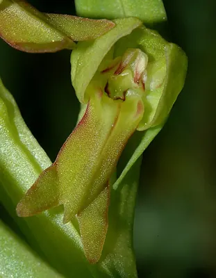 Frog orchid