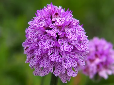 Three-toothed orchid