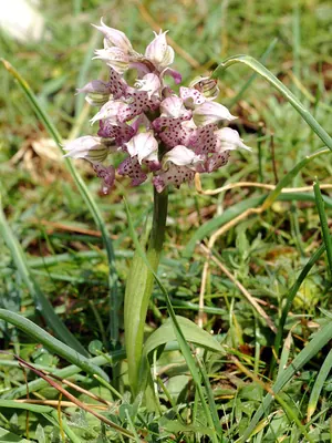 Milky orchid
