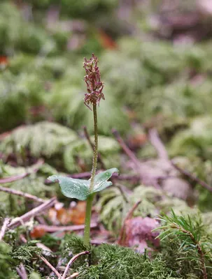 Lesser Twayblade