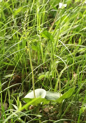 Common twayblade