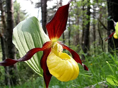Lady's-slipper orchid