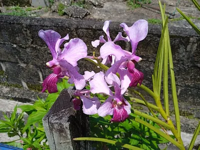 Papilionanthe teres