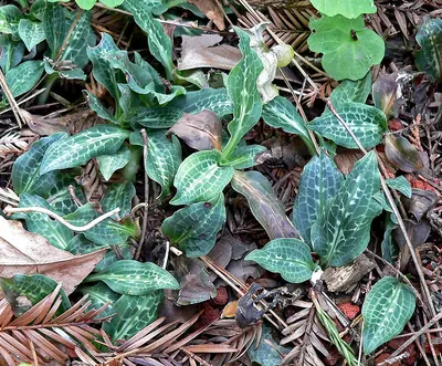 Giant Rattlesnake-plantain