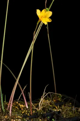 Zephyranthes tubispatha
