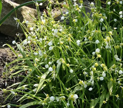 Few-flowered leek