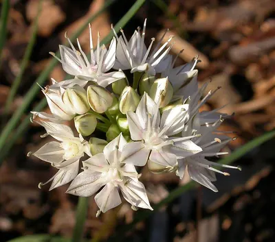 Redskin onion