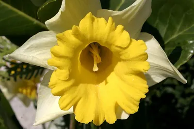 Wild daffodil