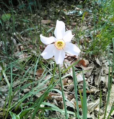 Pheasant's-eye Daffodil