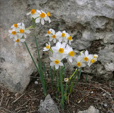 Cream narcissus