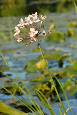 Flowering-rush