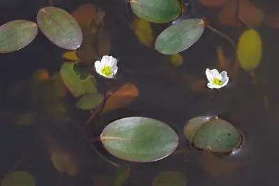 Floating water-plantain