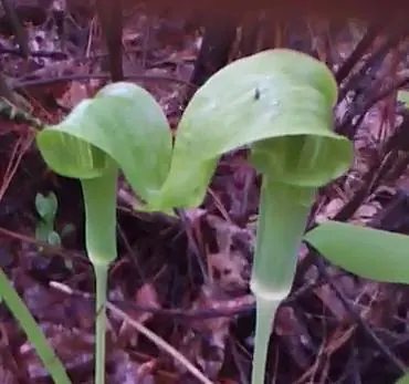 Jack in the pulpit