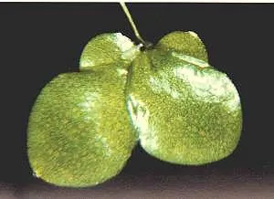 Swollen duckweed