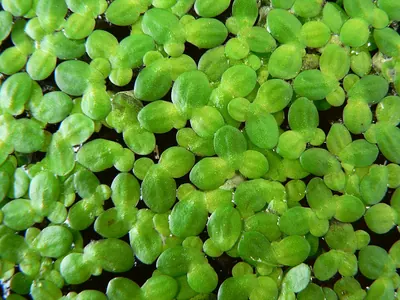 Common Duckweed